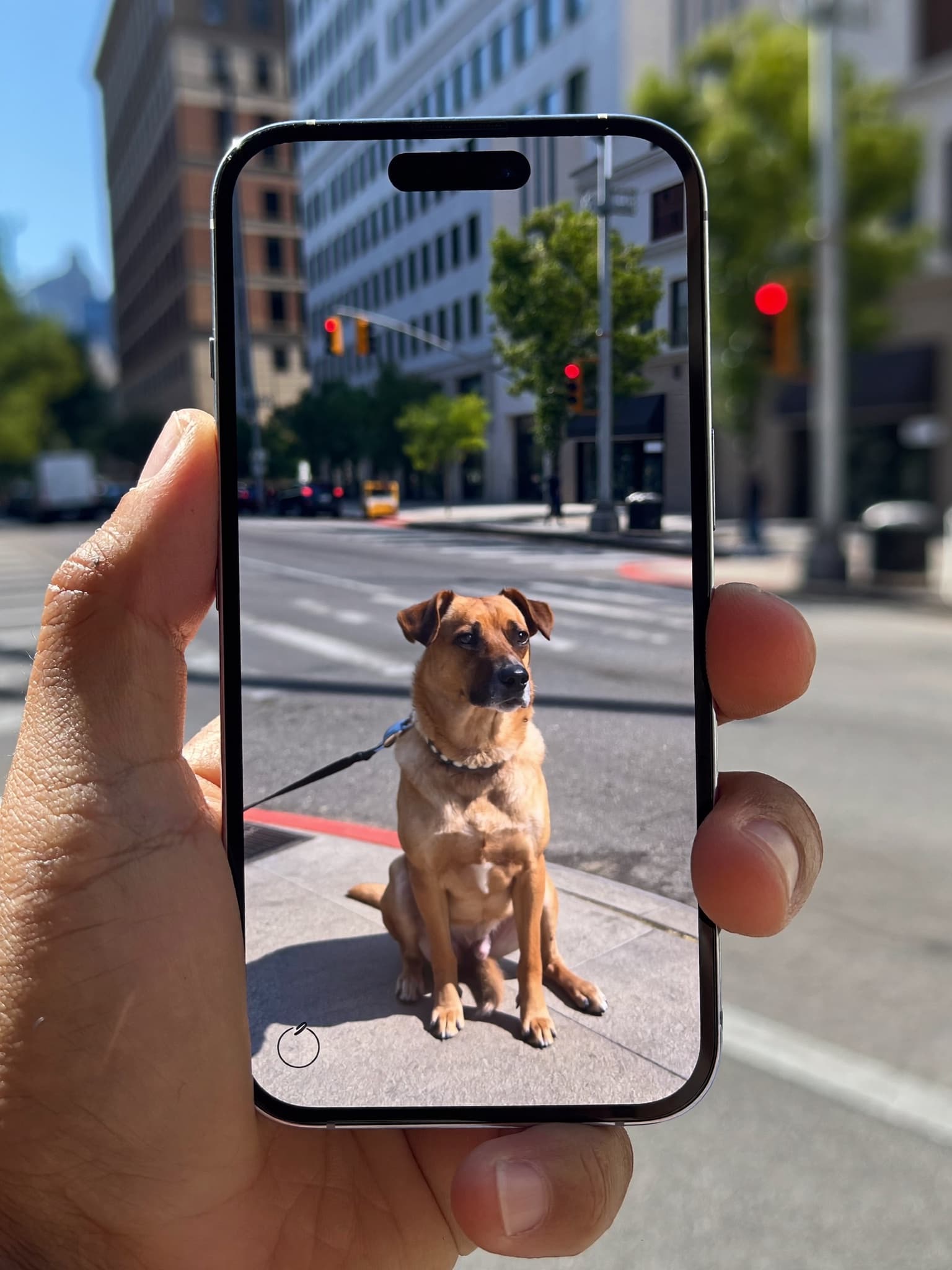 Red light, calm sit